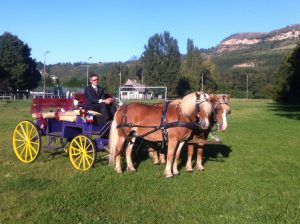 Calèche double attelage au club hippique