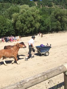 Poney avec brouette au club hippique du Gévaudan