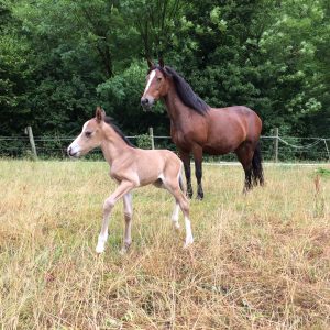 Poulain et sa mère au club hippique du Gévaudan