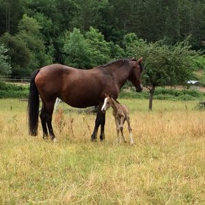 Jument avec son poulain - Club hippique du Gévaudan