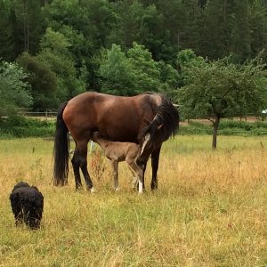 Une jument et son poulain avec un chien