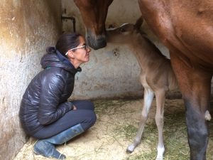 Jument avec son poulain en boc - Club hippique du Gévaudan