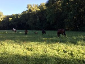 Chevaux lâchés au près - Club hippique du Gévaudan