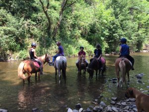 Des chevaux dans la rivière - Club hippique du Gévaudan