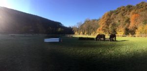 champ avec les chevaux du club du Gévaudan