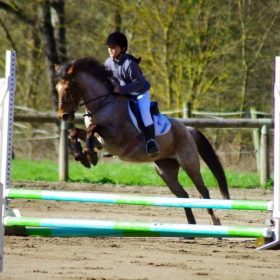 Cours d’équitation en dressage, CSO, cross, soins aux chevaux