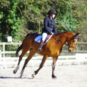 stage de perfectionnement dressage Club Hippique du Gévaudan